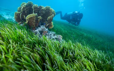 diver-seagrass-shutterstock-august.jpg.webp