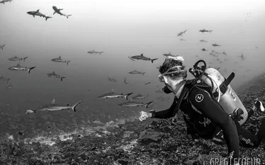 diver-sharks-underwater-photo-tahiti.gif.webp