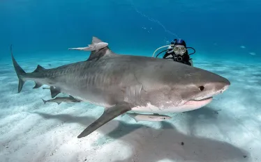 diver-tiger-shark-shutterstock-tomas-kotouc.jpg.webp
