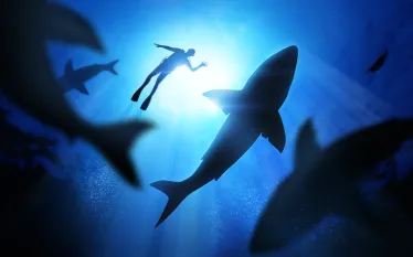 diver-with-sharks-shutterstock-solarseven.png.webp