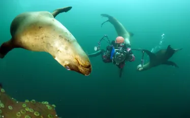 diving-underwater-canada-sea-lions-jill-heinerth-.jpg.webp