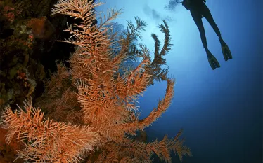 diving_aboard_wakatobi_pelagian_reef_scd_lob_.jpg.webp