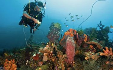 dominica__michele-westmorland.jpg.webp