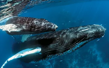 dominican-republic-whales-scott-johnson.jpg.webp