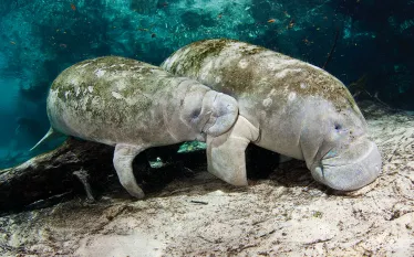 drive-and-dive-florida-manatees.jpg.webp