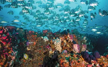 drive-and-dive-idol-savannah-georgia-scu.jpg.webp