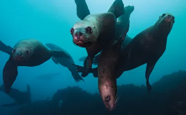 drive_dive_washington_sea_lions_teaser_scd_dd_.jpg.webp