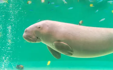 dugong-shutterstock-japans-fireworks.png.webp