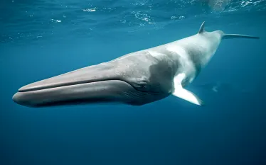 dwarf-minke-whales-credit-shutterstock-islandjems-jemma-craig.png.webp