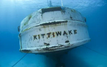 ellywray_kittiwake___.jpg.webp