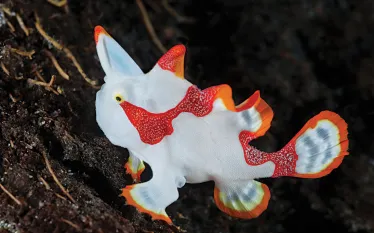 encounters_clown_frogfish_scd_teaser.jpg.webp