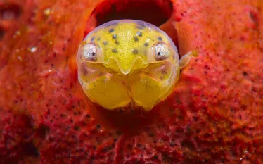 face_to_face_.jpg.webp