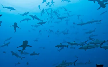 fakarava-sharks.jpg.webp