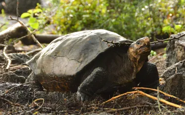 fernanda-courtesty-galapagos-conservancy.jpg.webp