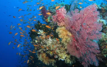 fiji-coral-shutterstock__.jpg.webp