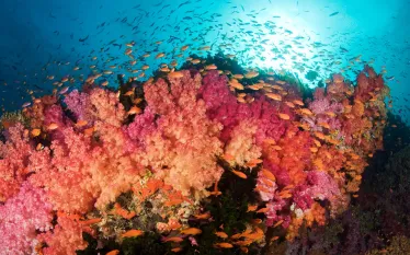 fiji-soft-coral-_.jpg.webp