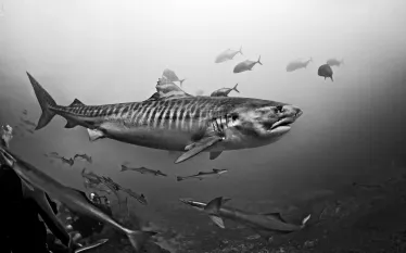 fiji_tiger_shark_advanced_adventure_teaserscd_aa_.jpg.webp