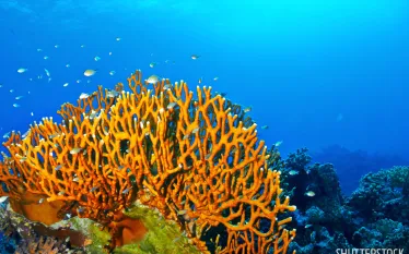 fire_coral_diving_doctor_shutterstock.jpg.webp