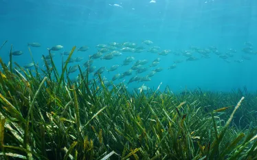 fish-over-seagrass-shutterstock-damsea.jpg.webp