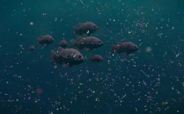 fish-swim-plastic-pollution-shutterstock-dotted-yeti.jpg.webp
