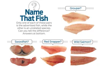 fish_id_.jpg.webp