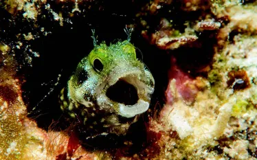 fishie__.jpg.webp