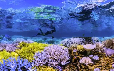 flourescing_coral_-_credit_netflix.jpg.webp