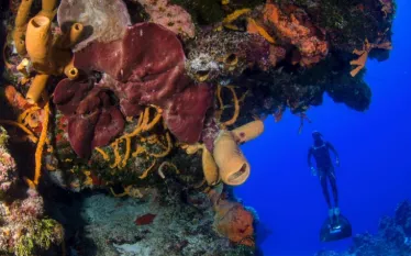 free_dive_mexico_prodive.jpg.webp