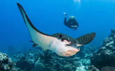 french_polynesia_master_-_ray.jpg.webp