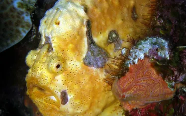 frogfishforScubaDivingMagazine.jpg.webp