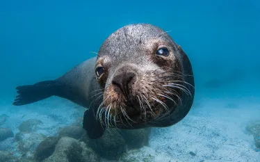 galapagos-sea-lion-greg-lecoeur-sc.jpg.webp