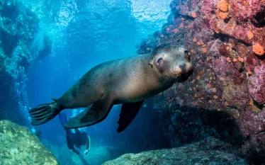 galapagos-seal-shutterstock-andrea-izzotti.jpg.webp