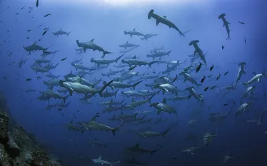 galapagos_shark_diving_digital_wbdr_article_image_x.png.webp