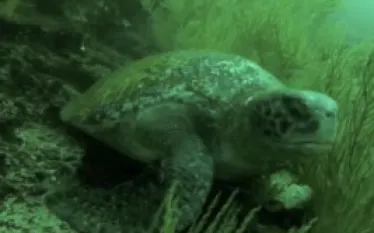 galapagos_vid_thumb.jpg.webp