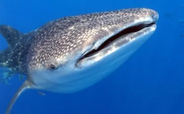 galapagos_whaleshark_px.jpg.webp