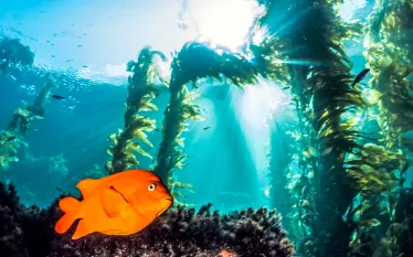 garbaldi.kelpforest.scubadivingmagazine.june.jpg.webp