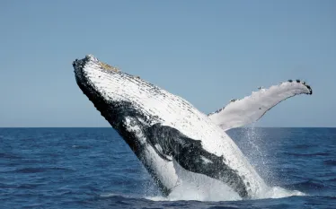 gbr-whales.jpg.webp