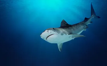 generic-tiger-shark-shutterstock.jpg.webp