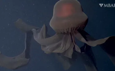 giant-phantom-jellyfish-screenshot-monterey-bay-research-institute.png.webp