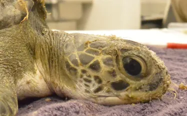 gili_sea_turtle_south_carolina_aquarium_.jpg.webp