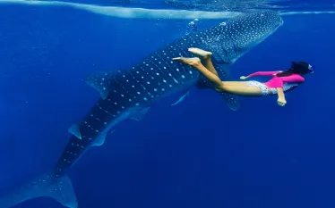 girl-snorkel-whale-shark-shutterstock-max-topchii.jpg.webp