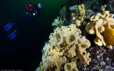 glass-sponge-reefs-diver-with-garden-brandon_cole_.jpg.webp