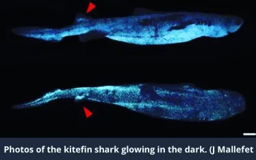 glowing-shark-jerome.jpg.webp