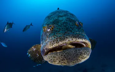 goliath_grouper_fishing_florida__shutterstock__.jpg.webp