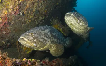 goliath_grouper_fwc_workshops_shutterstock_.jpg.webp