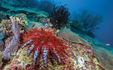 great-barrier-reef-.jpg.webp