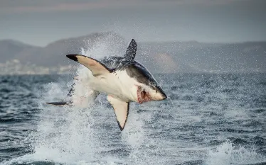great-white-breach-south-africa-shuttertock-sergey-uryadniko.jpg.webp