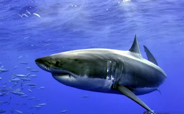 greatwhite_ivanrutzen   .jpg.webp