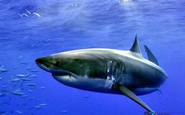 greatwhite_ivanrutzen-  .jpg.webp