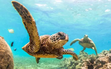 green-sea-turtle.jpg.webp